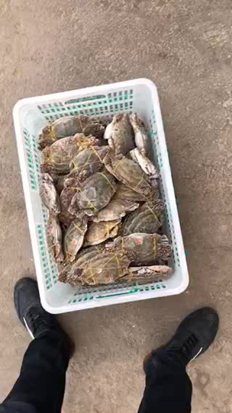 单冻三点带黄梭子蟹本地海捕视频看货质量保障等您来电