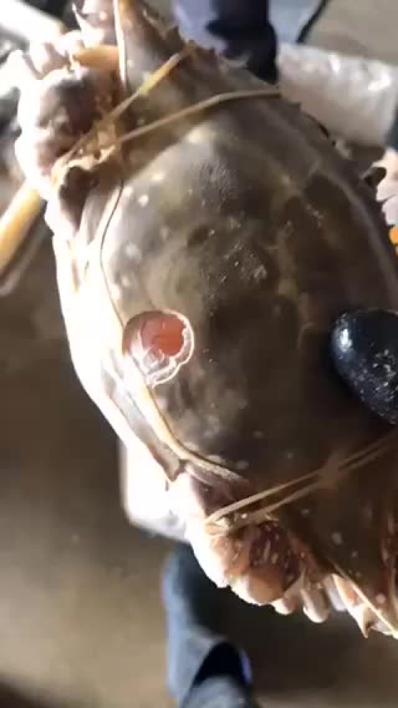 单冻三点带黄梭子蟹本地海捕视频看货质量保障等您来电