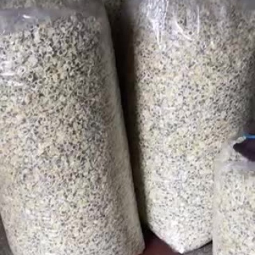 黄山贡菊