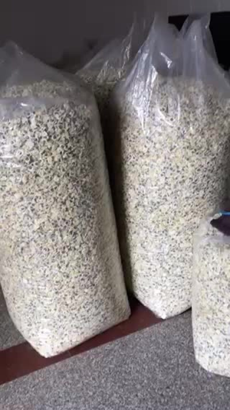 黄山贡菊