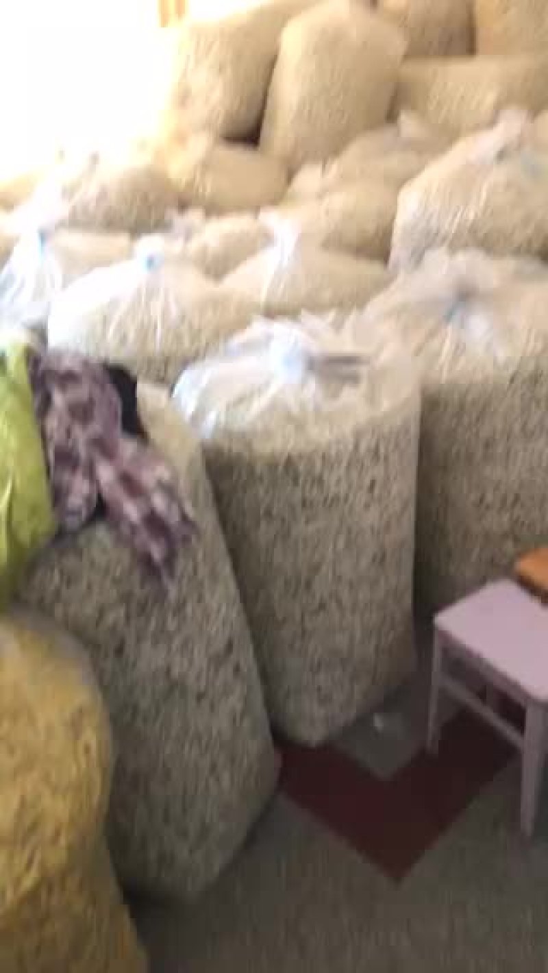 黄山贡菊