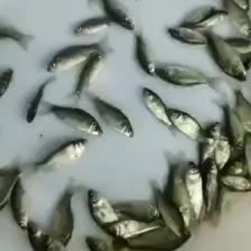 需要鲫鱼苗的老板可以下甩单过来了