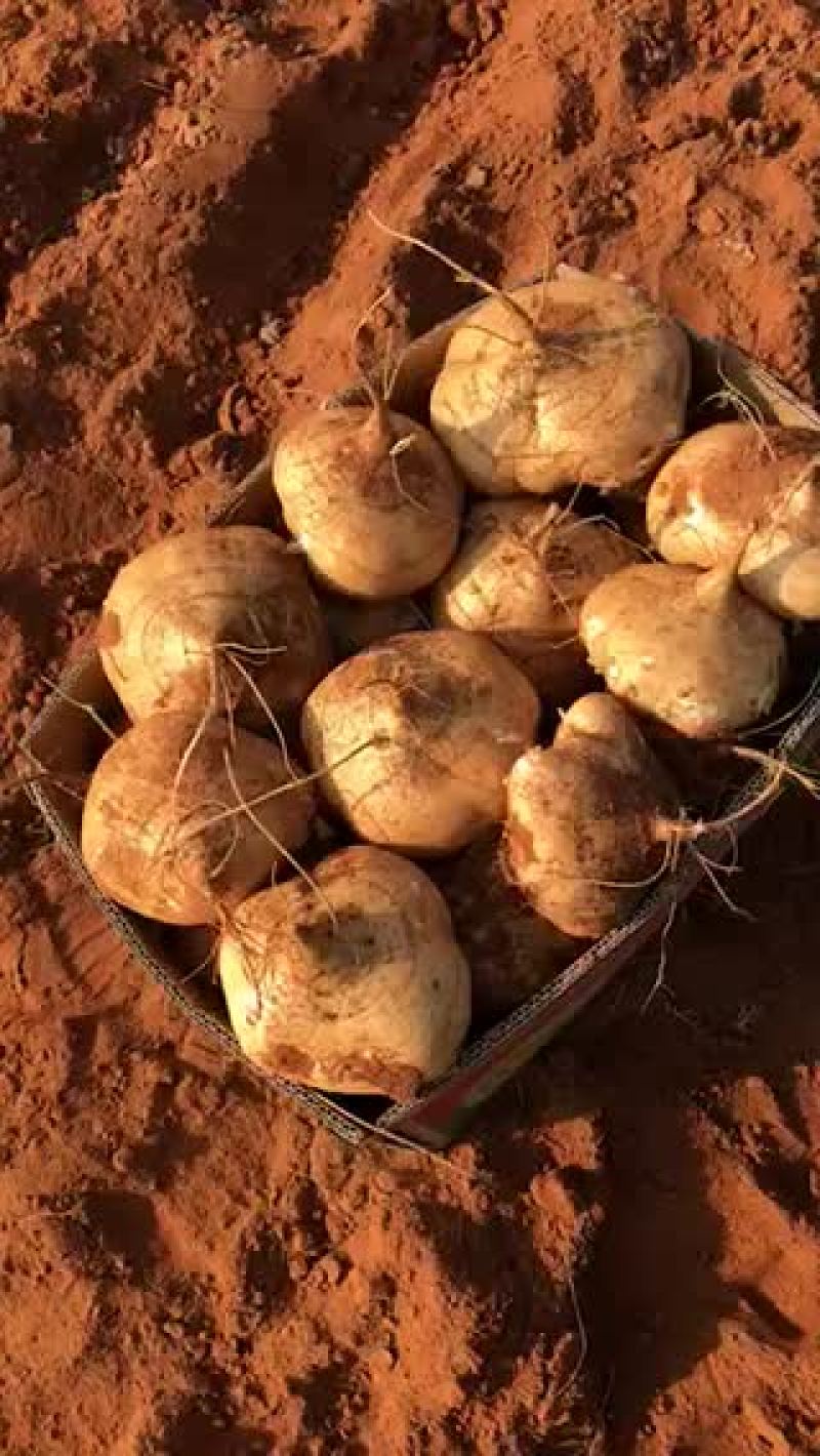 新苗漂亮凉薯，需要的老板快快来联系吧，质量好