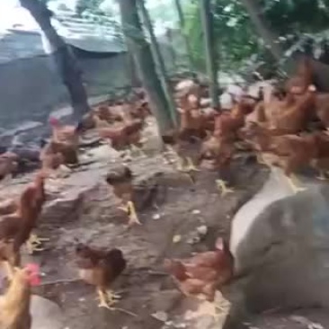 零售批发