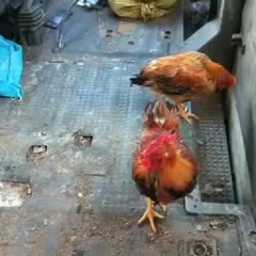 土鸡大公鸡放养的大公鸡冲销量便宜卖