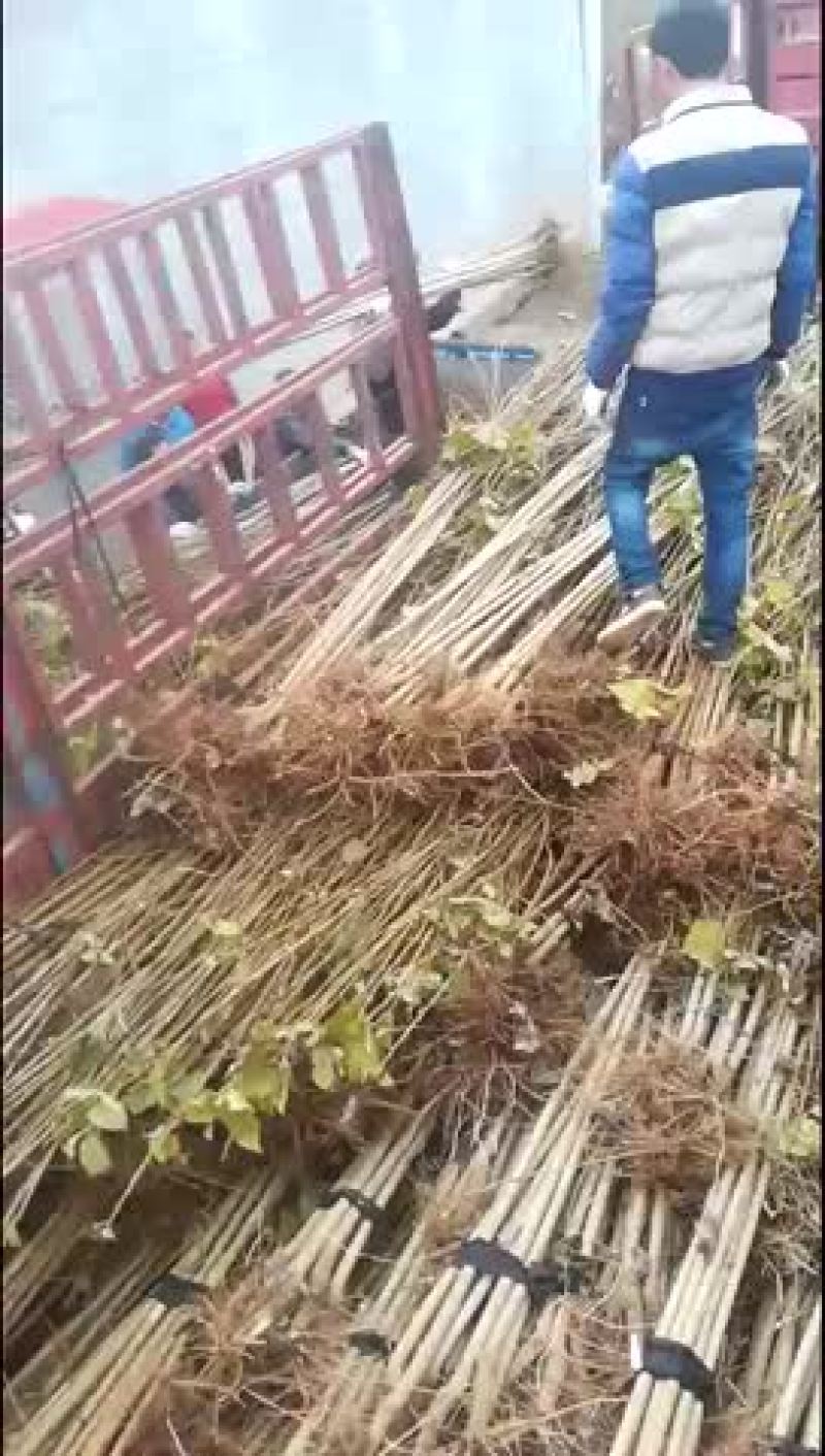 杨树苗1公分2公分3公分107速生杨量大