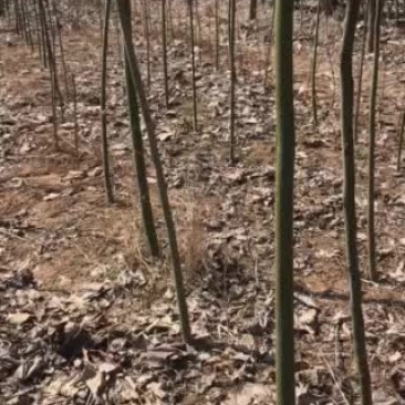 青桐，梧桐树苗，量大！