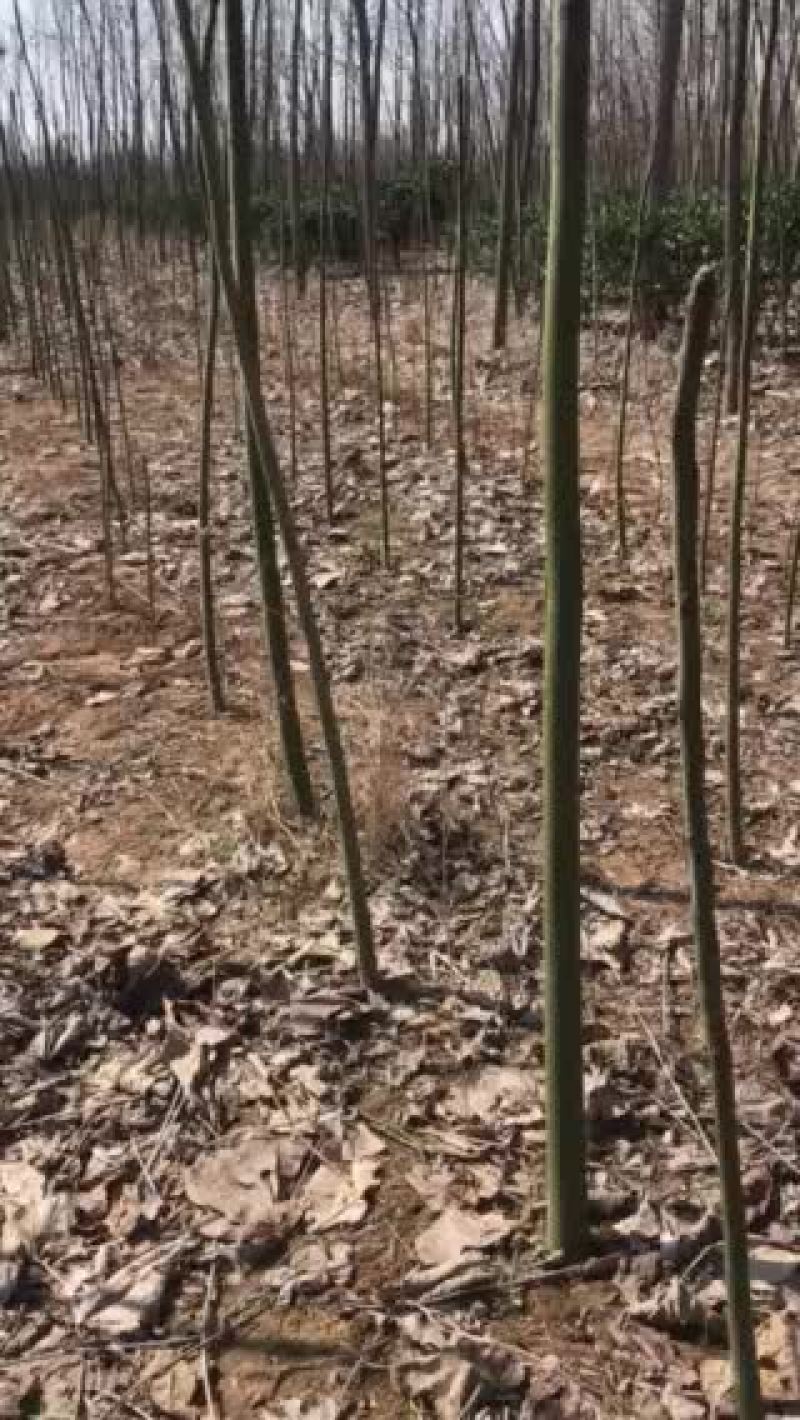 青桐，梧桐树苗，量大！