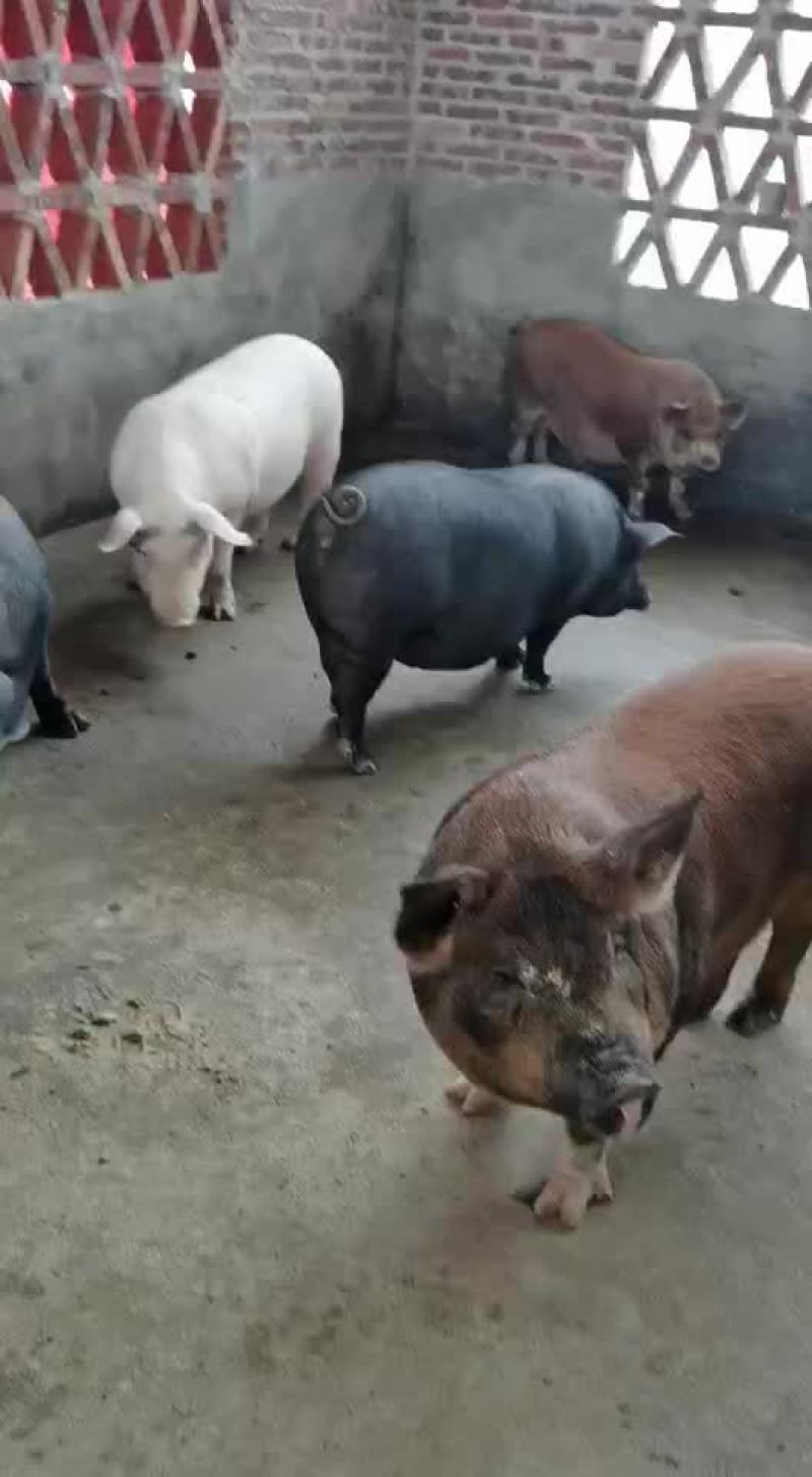 长白三元杂商品猪仔长得快，肥肉少，肉质好欢迎来电