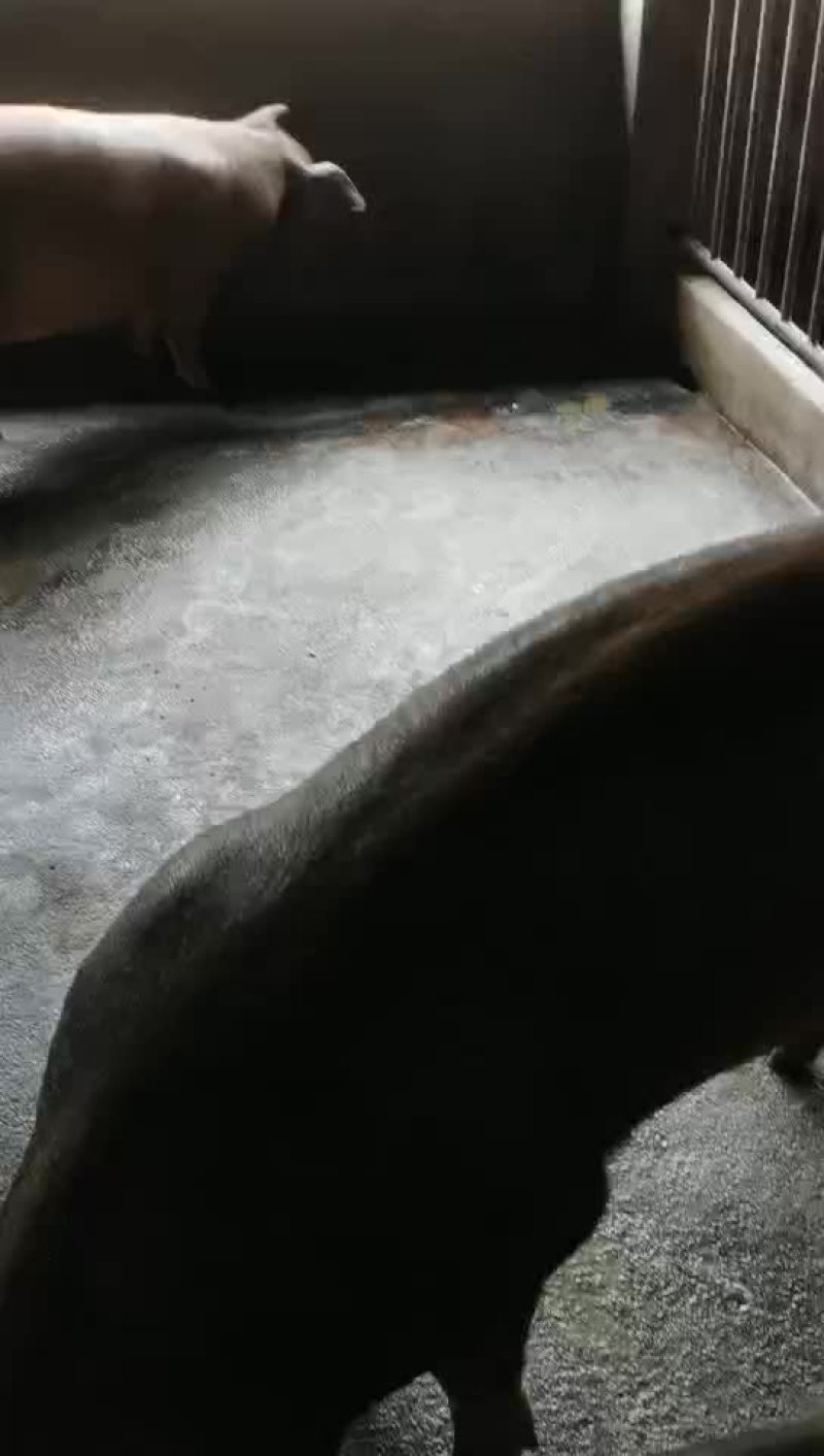 长白三元杂商品猪仔长得快，肥肉少，肉质好欢迎来电