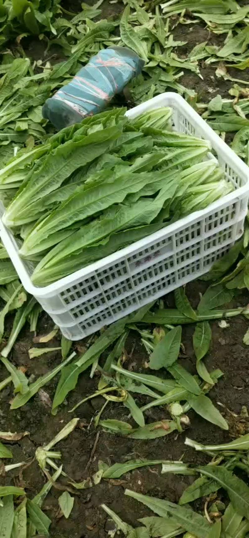 【油麦菜】一手货源无中间商保证新鲜低价对接全国