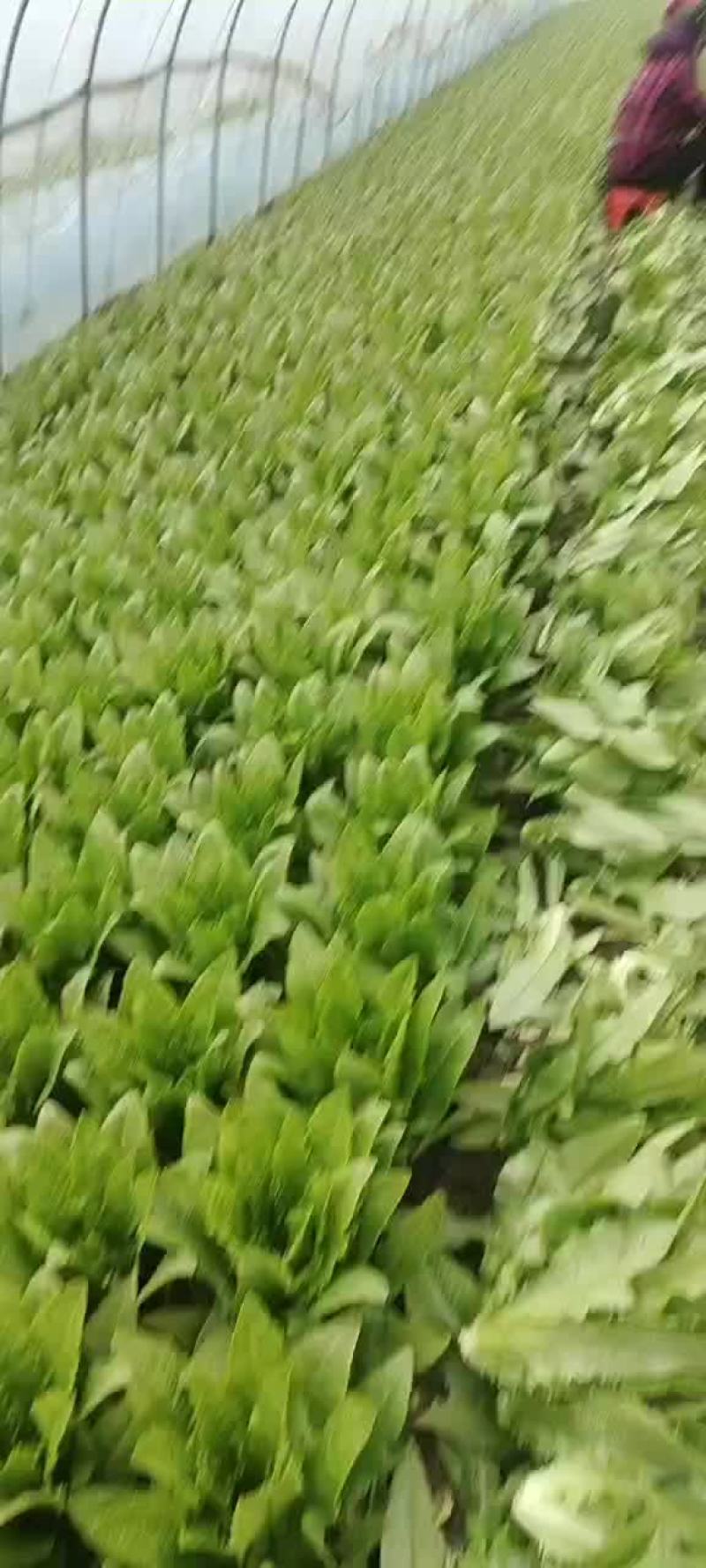 【油麦菜】一手货源无中间商保证新鲜低价对接全国