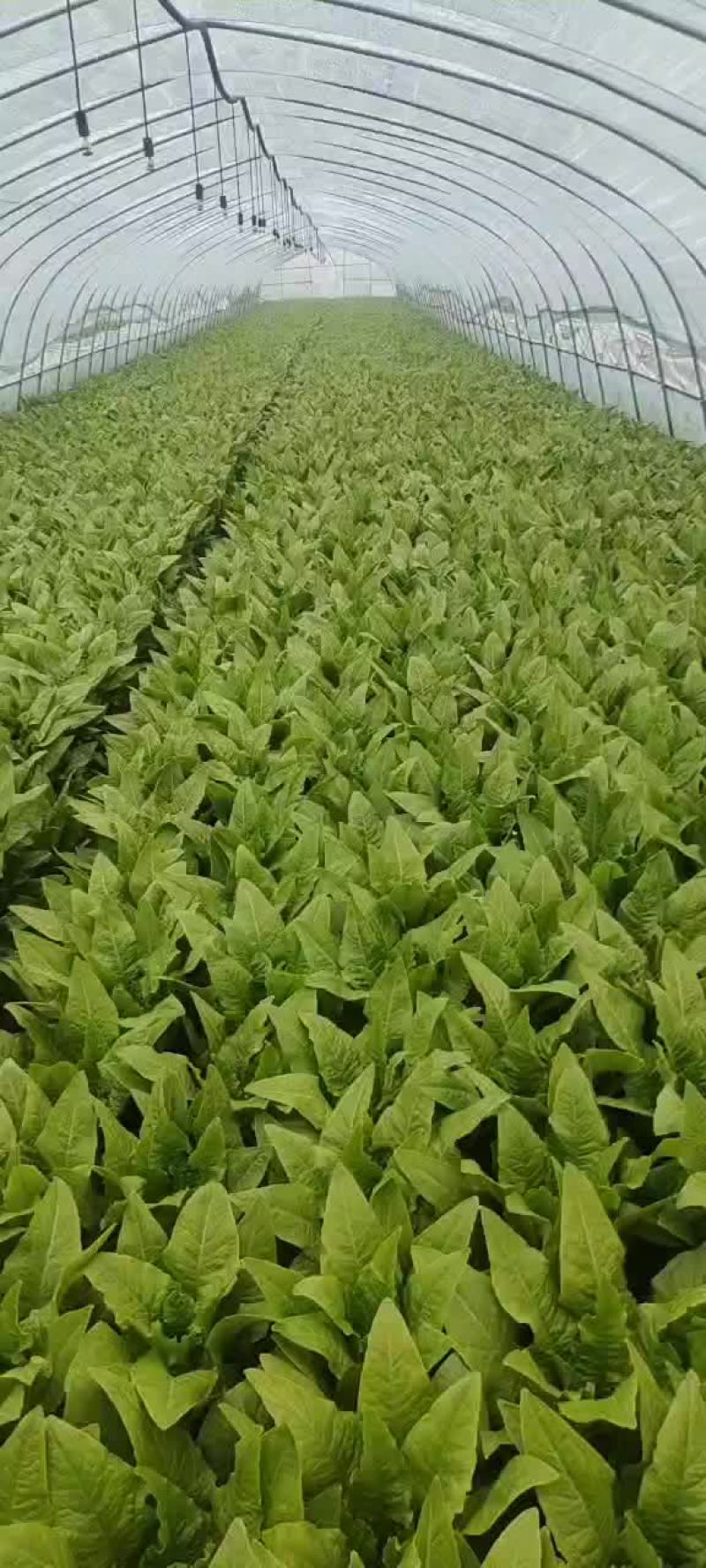 【油麦菜】一手货源无中间商保证新鲜低价对接全国