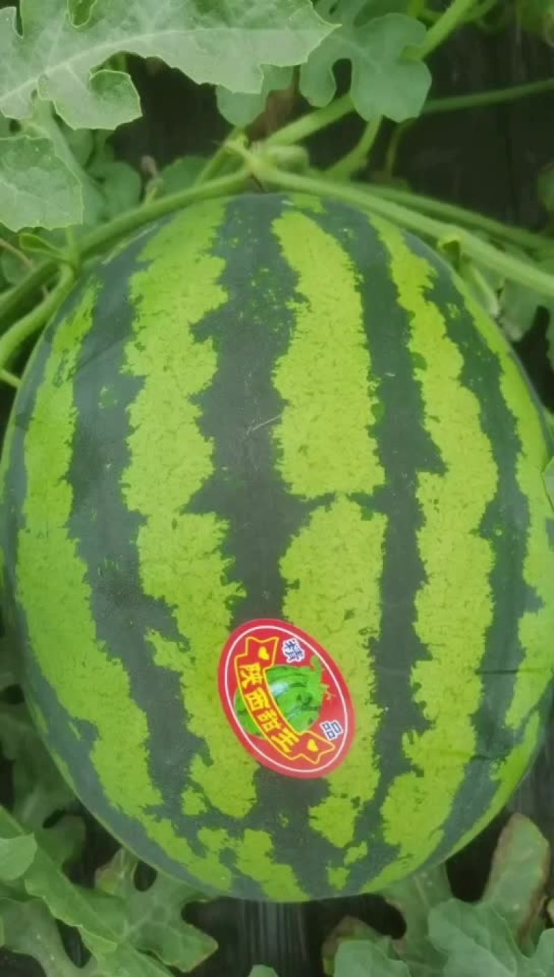 甜王精品甜王西瓜，电商、批发商，质量好，糖度高，肉细腻甜
