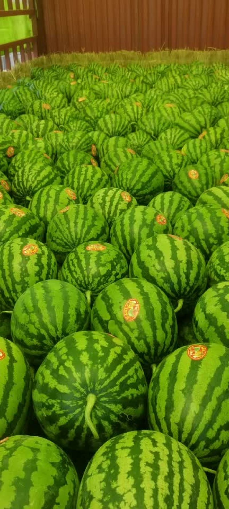 甜王精品甜王西瓜，电商、批发商，质量好，糖度高，肉细腻甜
