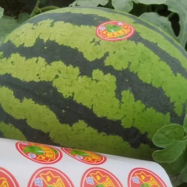 甜王精品甜王西瓜，电商、批发商，质量好，糖度高，肉细腻甜