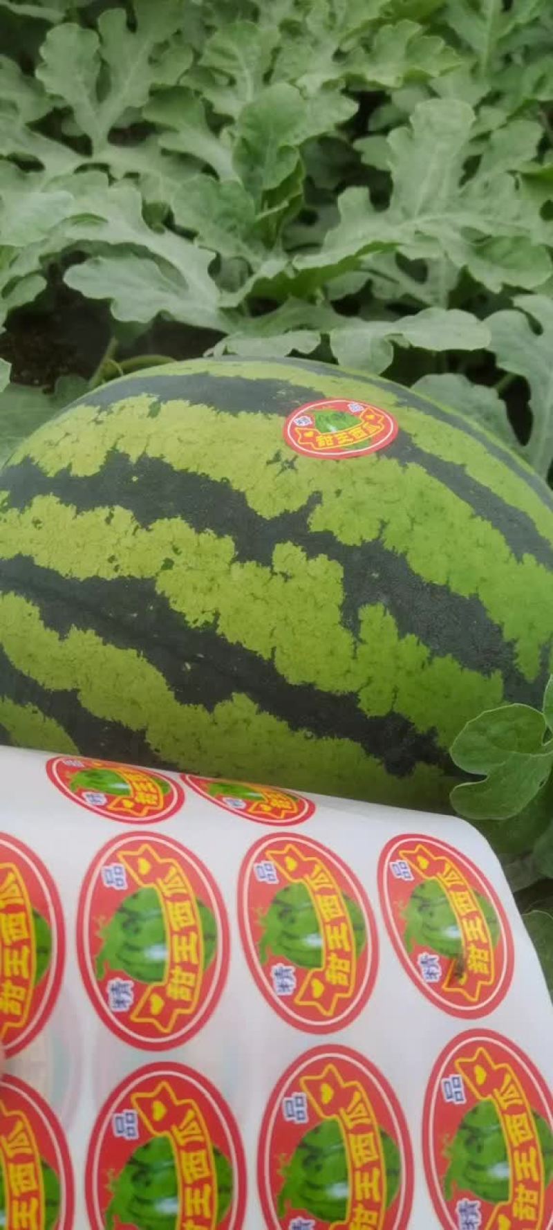 甜王精品甜王西瓜，电商、批发商，质量好，糖度高，肉细腻甜