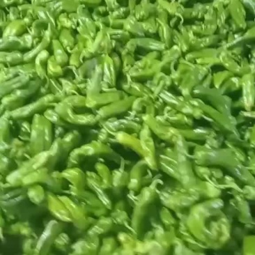 陕西精品二炮辣椒大量上市诚信经营价格实惠欢迎采购