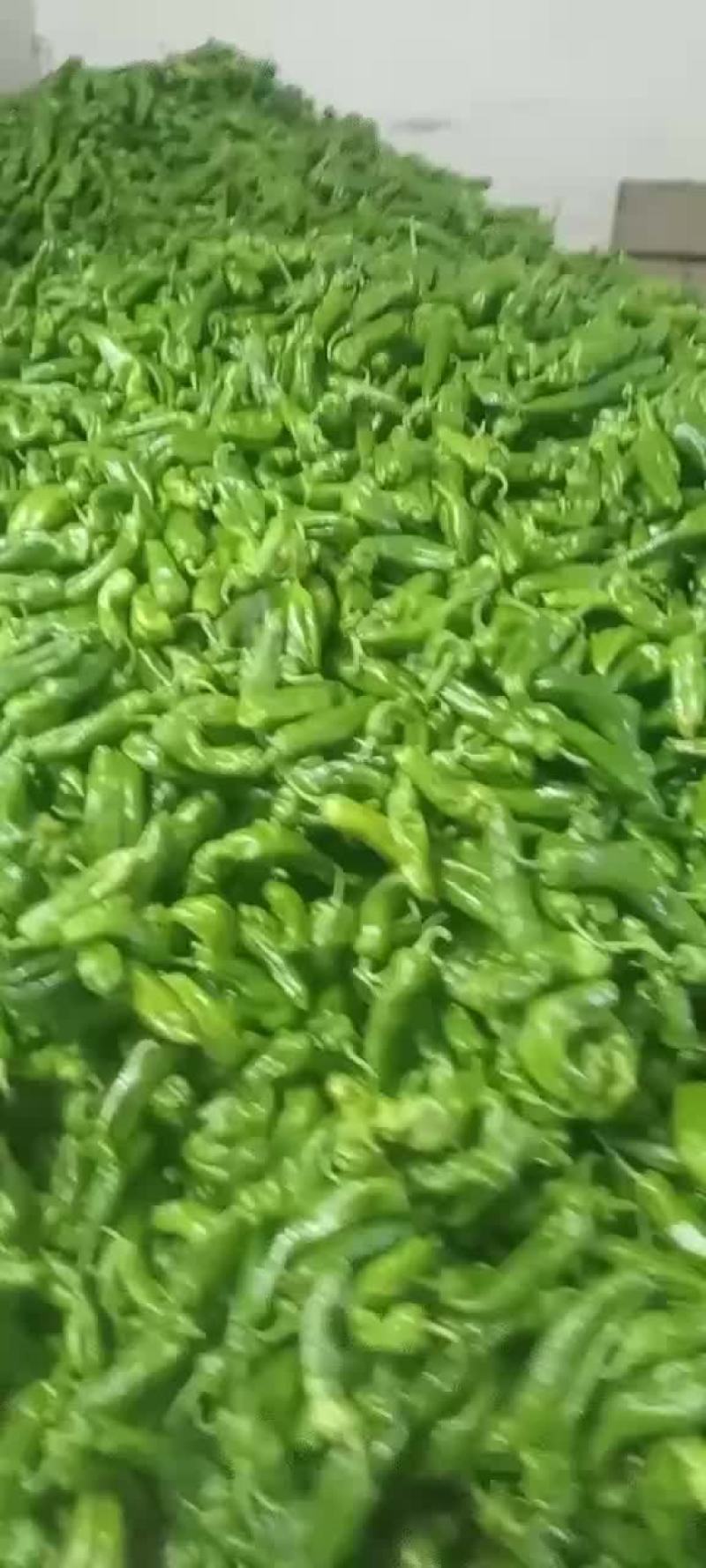 陕西精品二炮辣椒大量上市诚信经营价格实惠欢迎采购