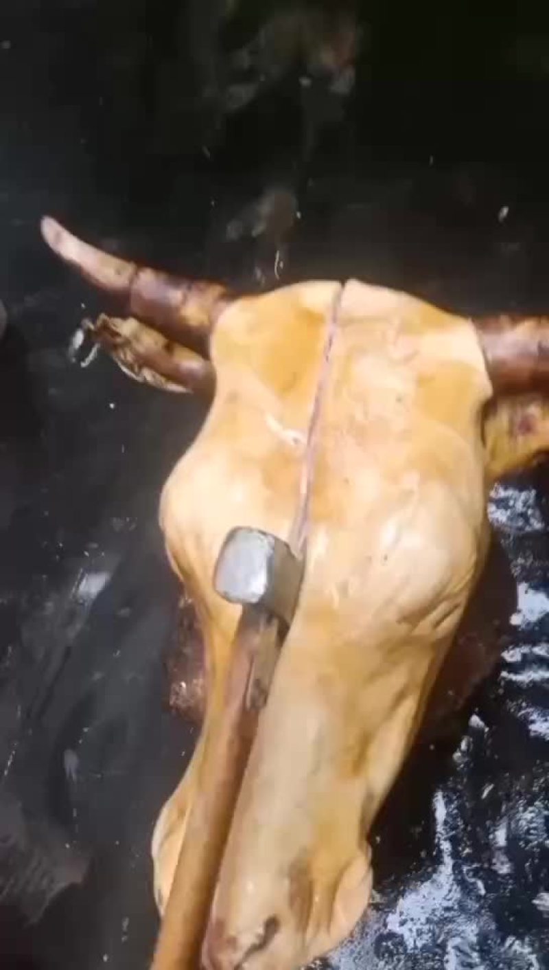【精选】牛头内蒙古火燎牛头口感佳品质保证对接全国