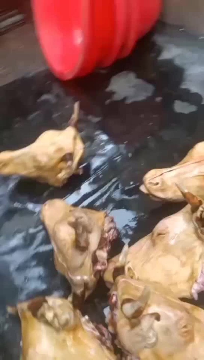 【精选】牛头内蒙古火燎牛头口感佳品质保证对接全国