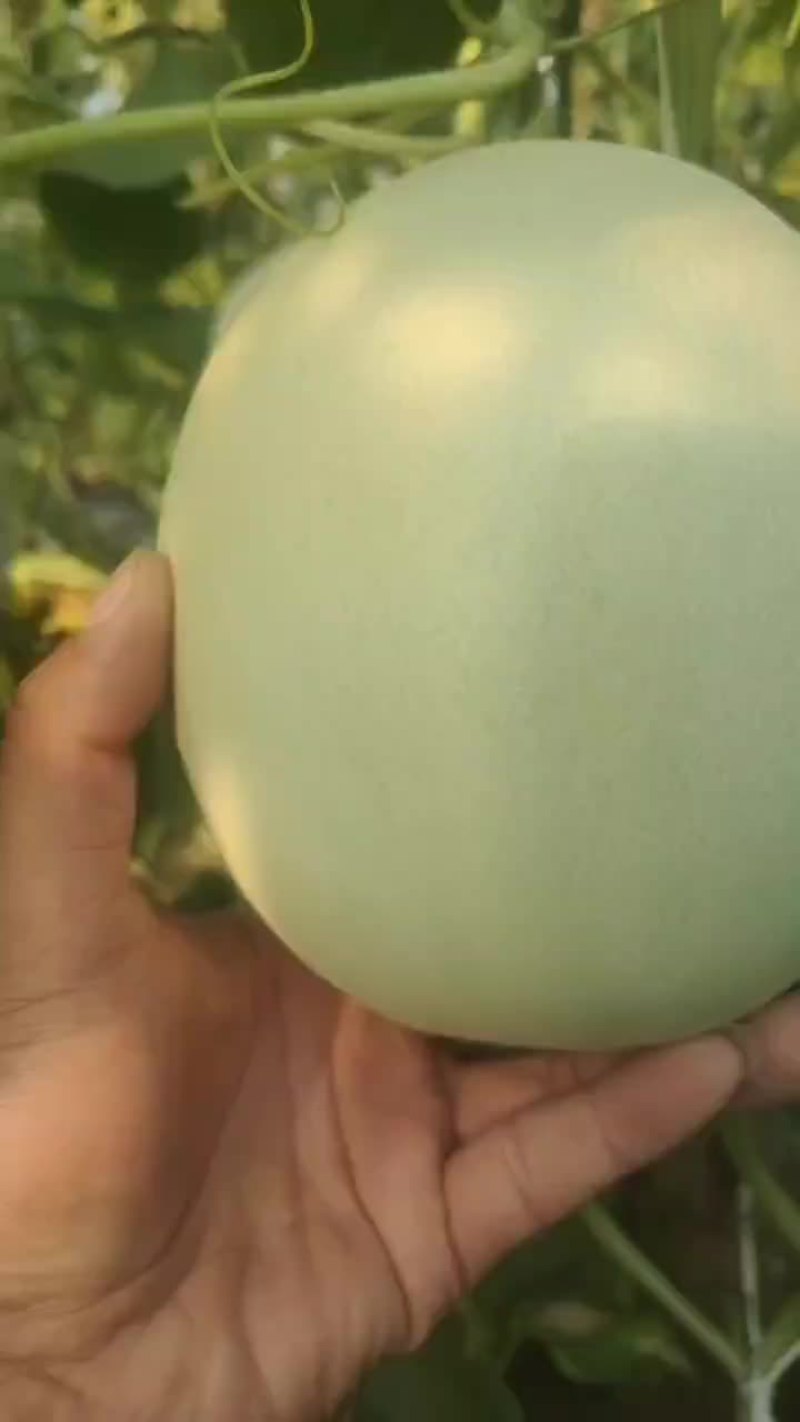 【精】甜瓜玉菇甜瓜大量上市全国发货