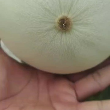 【精】甜瓜玉菇甜瓜大量上市全国发货