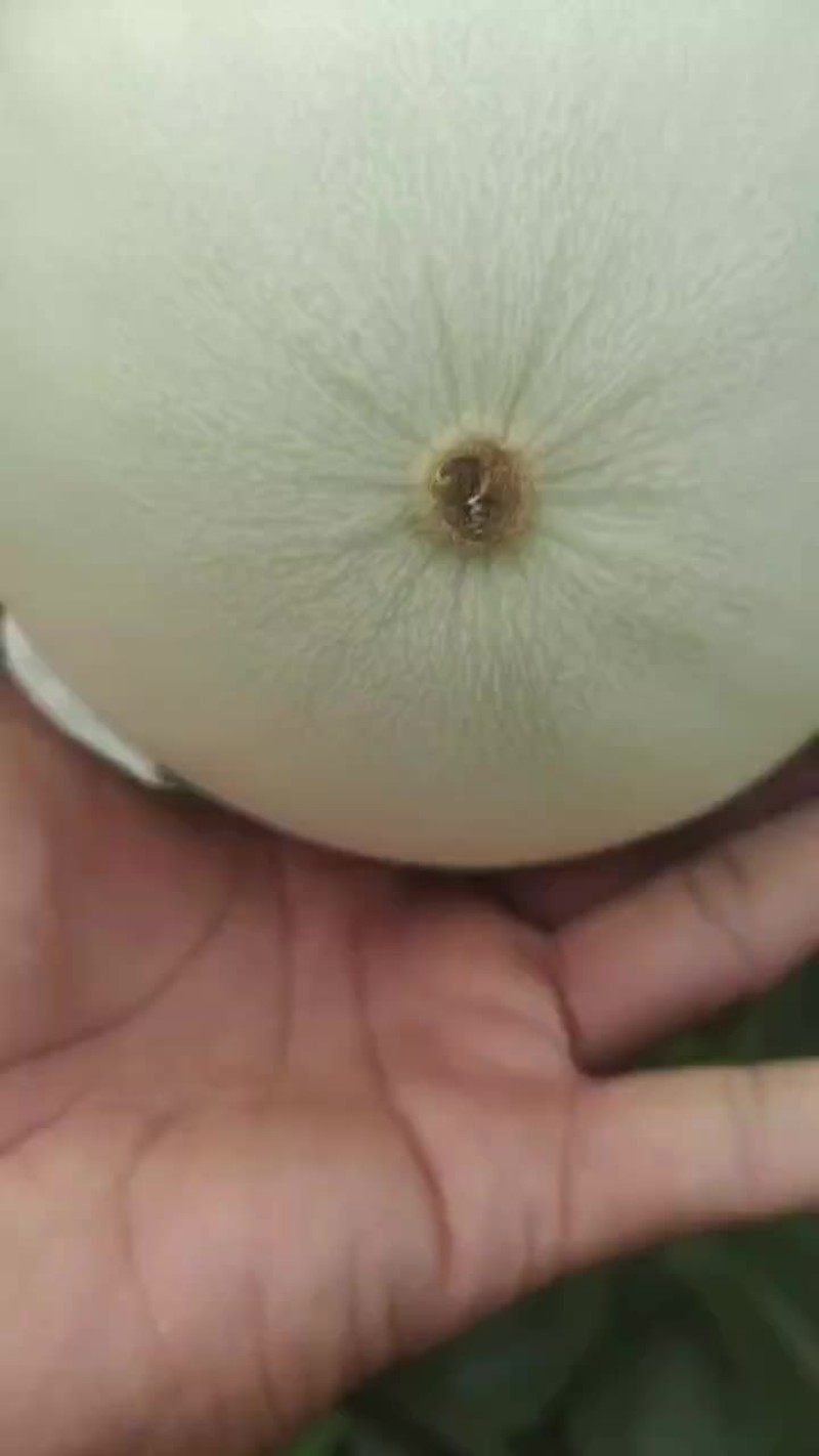 【精】甜瓜玉菇甜瓜大量上市全国发货