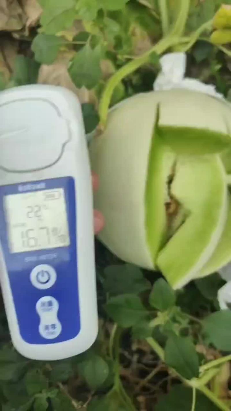【精】甜瓜玉菇甜瓜大量上市全国发货