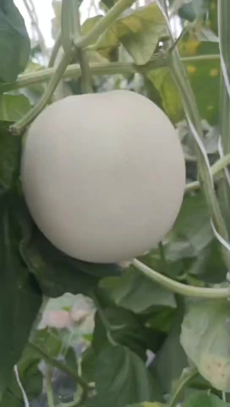 【精】甜瓜玉菇甜瓜大量上市全国发货