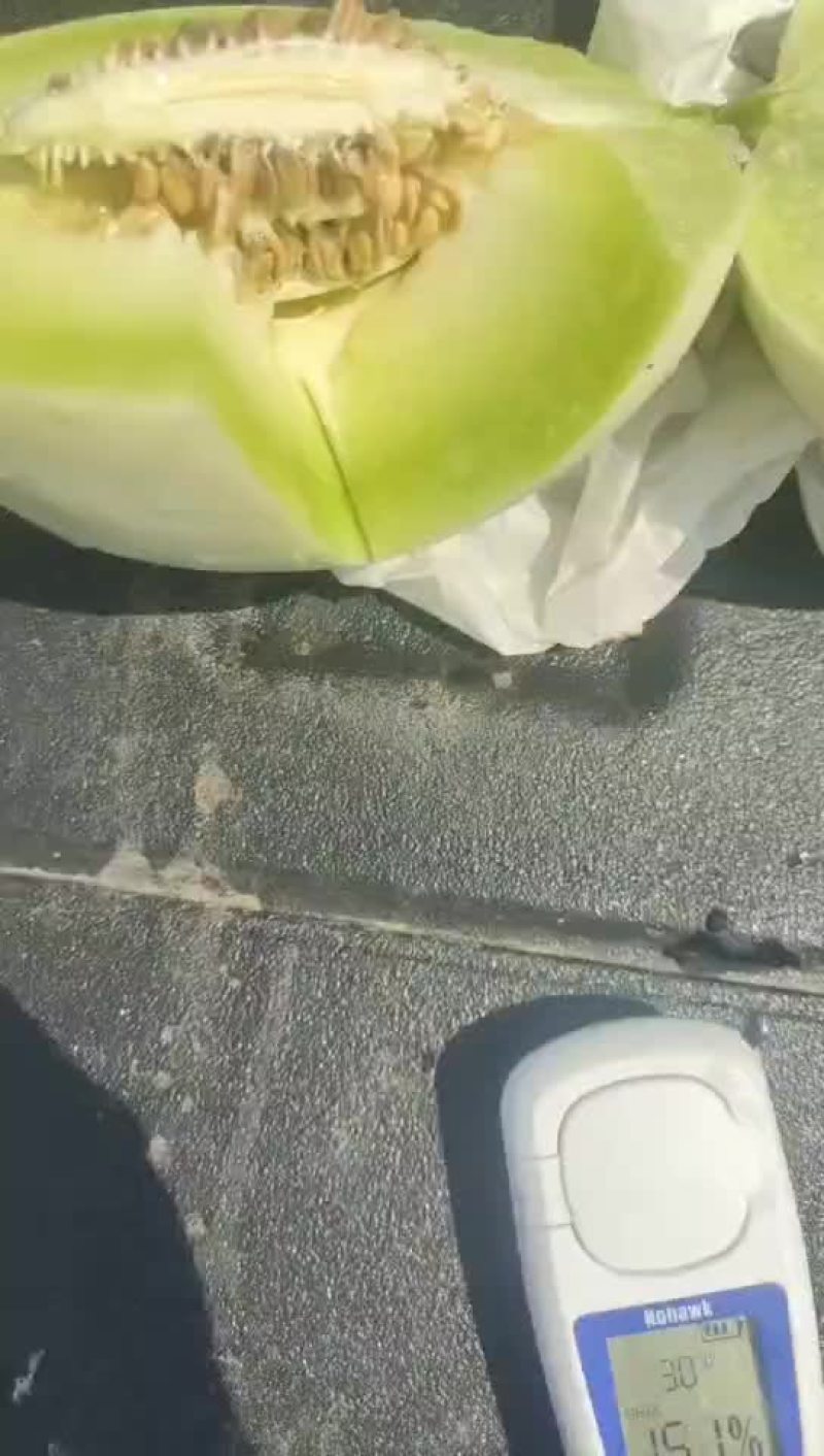 【精】甜瓜玉菇甜瓜大量上市全国发货