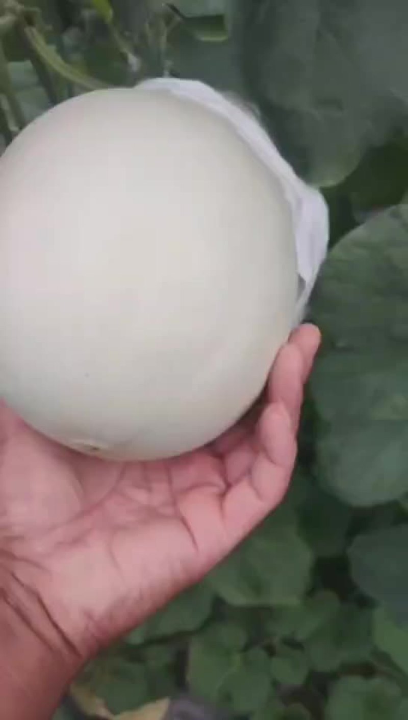 【精】甜瓜玉菇甜瓜大量上市全国发货