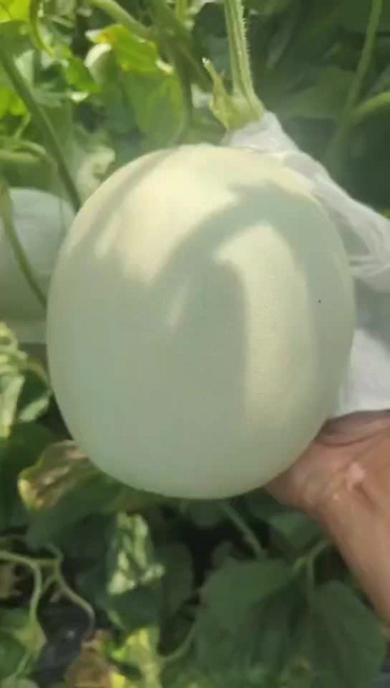 【精】甜瓜玉菇甜瓜大量上市全国发货