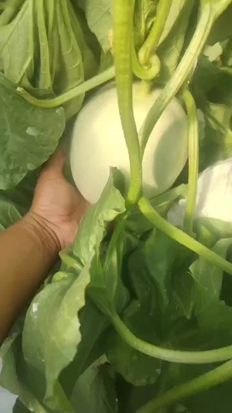 【精】甜瓜玉菇甜瓜大量上市全国发货