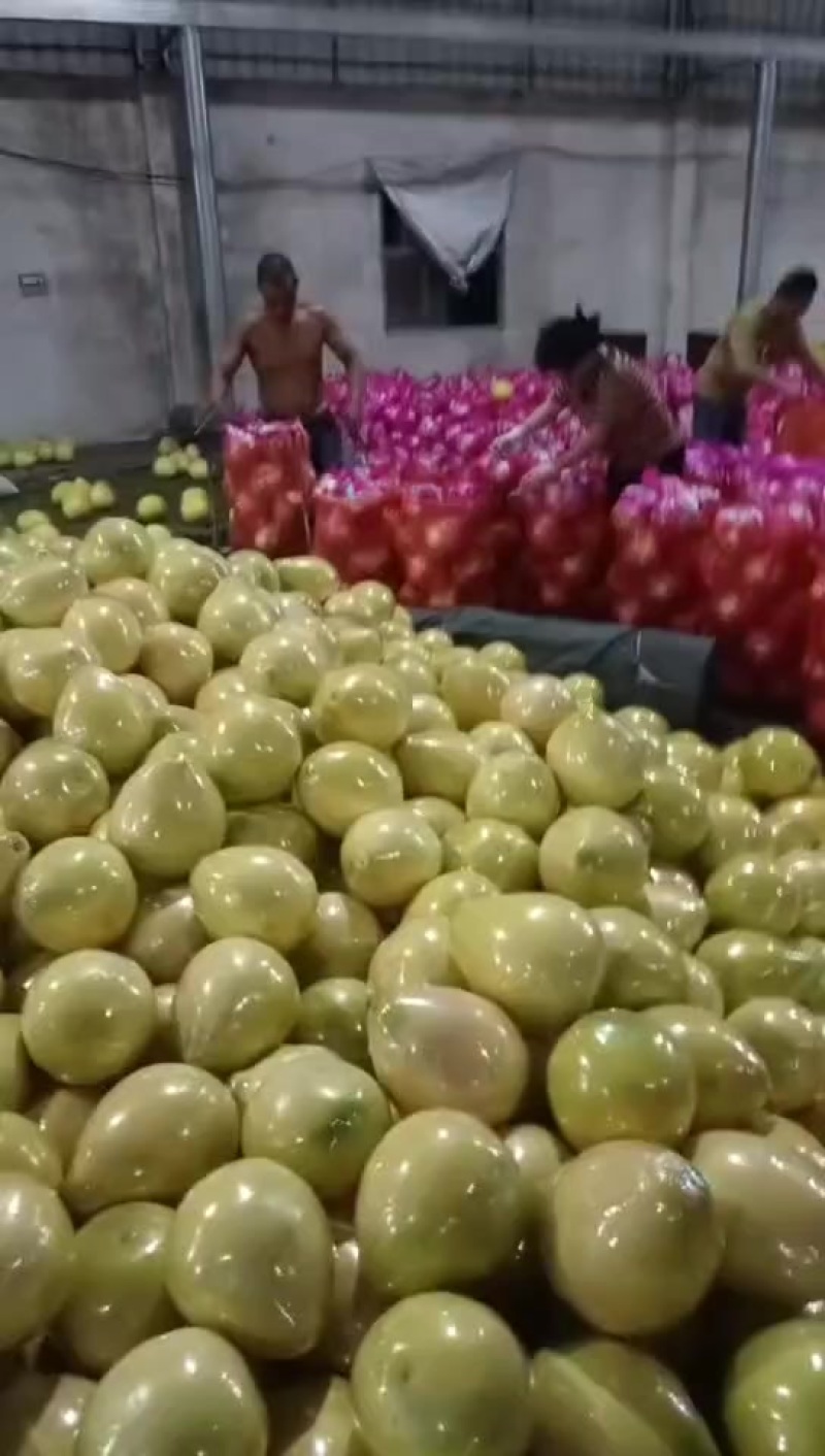 【湖北】红心柚精品蜜柚产地直发大量有货物美价廉