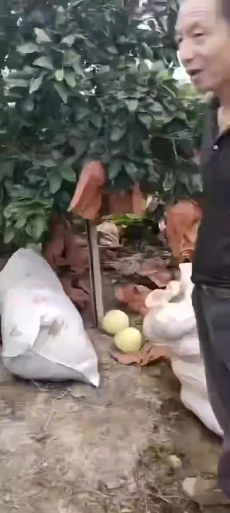 【湖北】红心柚精品蜜柚产地直发大量有货物美价廉