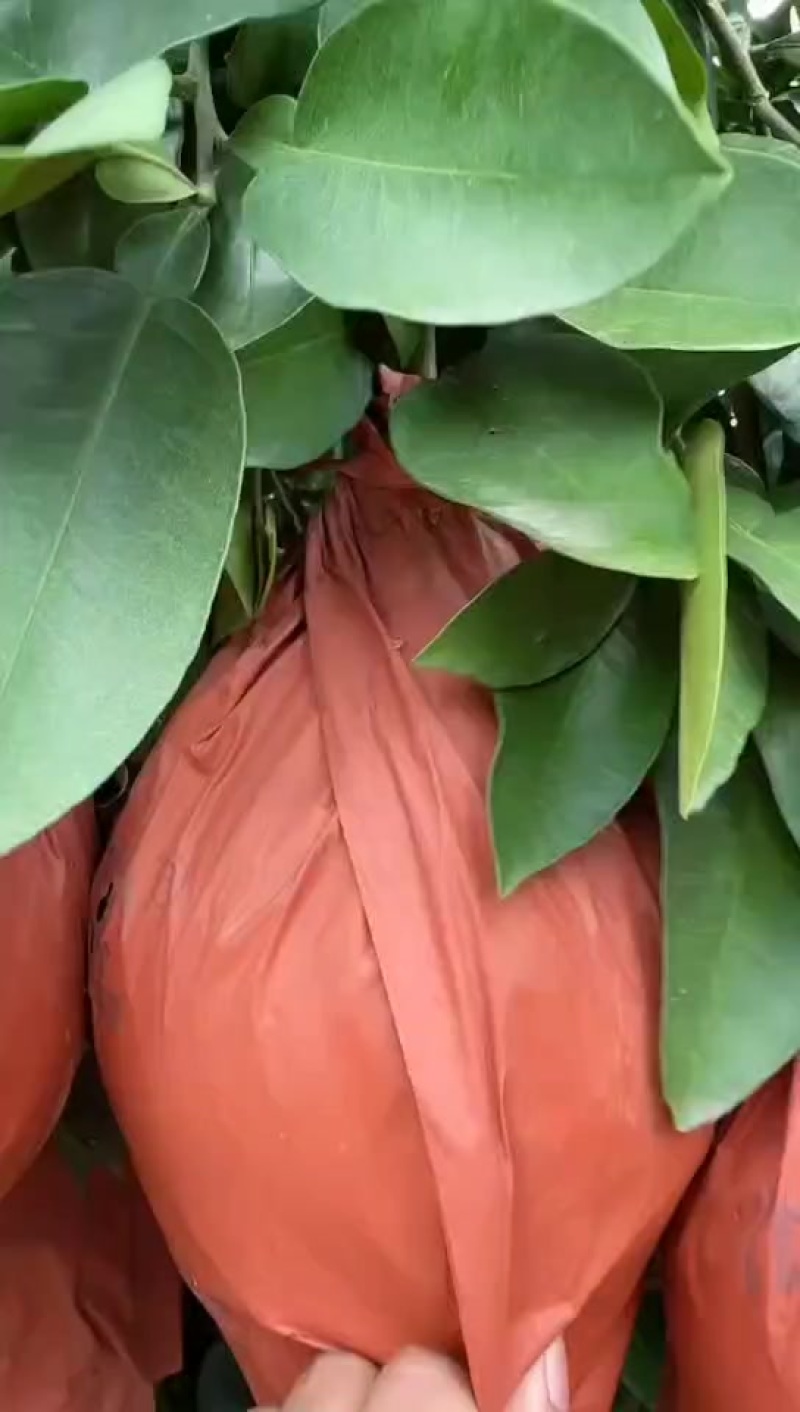 【湖北】红心柚精品蜜柚产地直发大量有货物美价廉