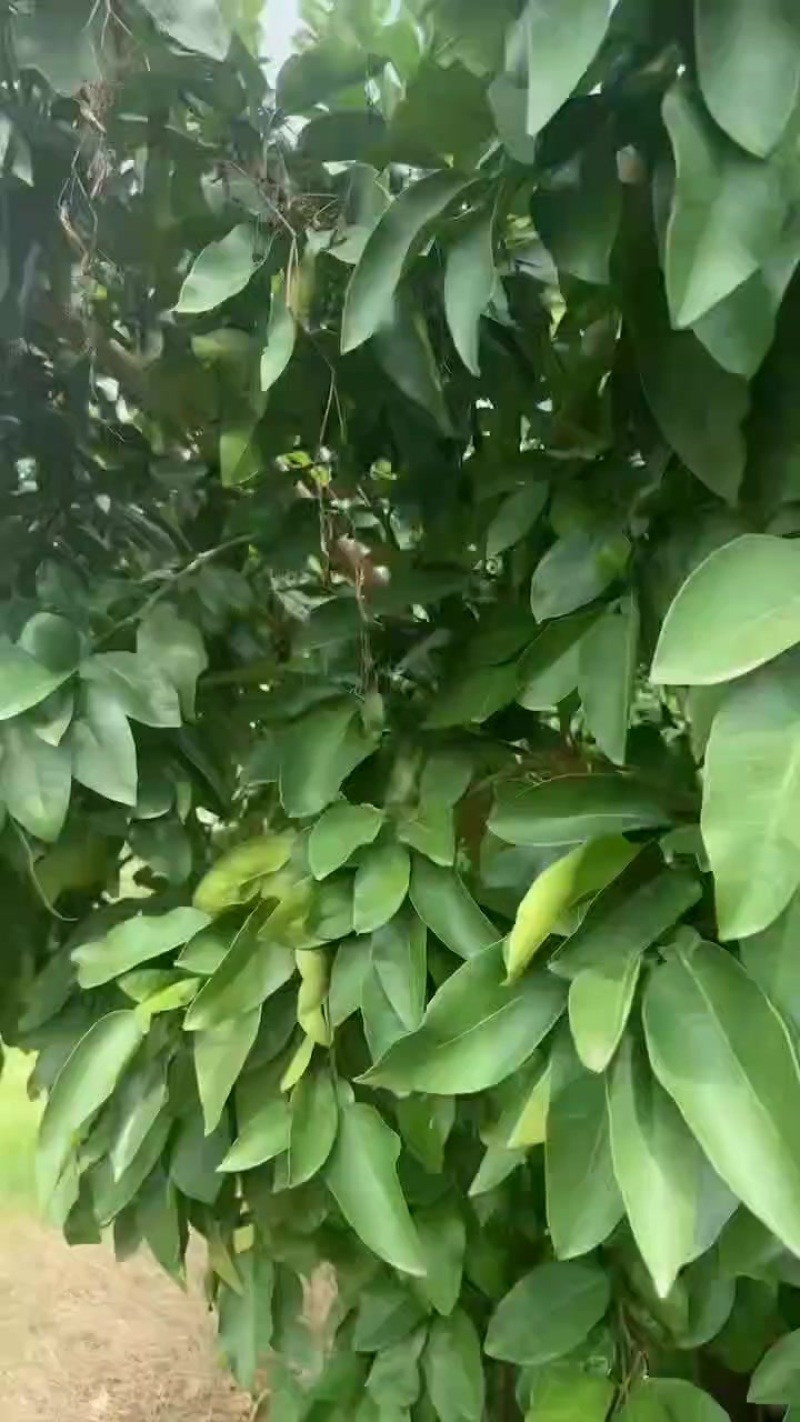 【湖北】红心柚精品蜜柚产地直发大量有货物美价廉