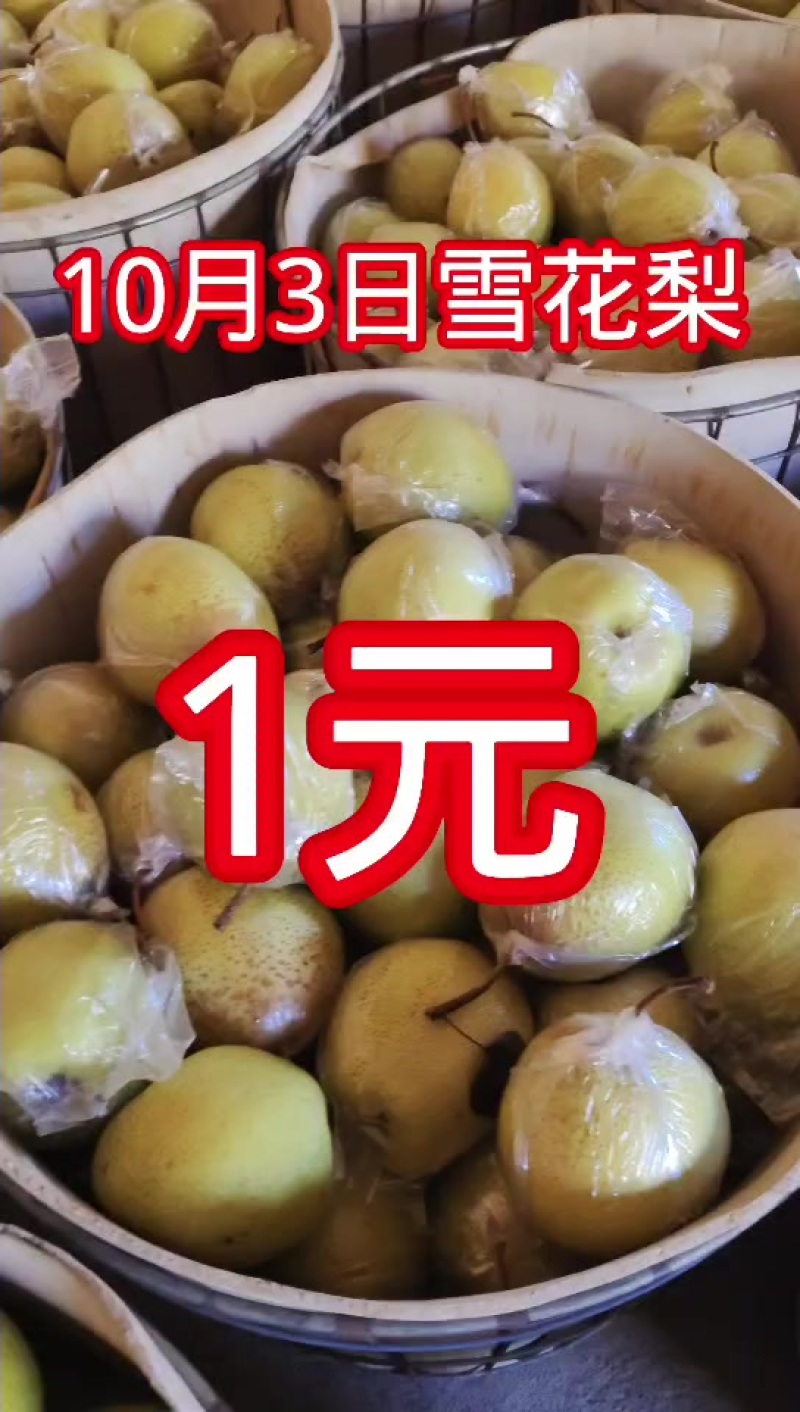 青龙山坡雪花梨