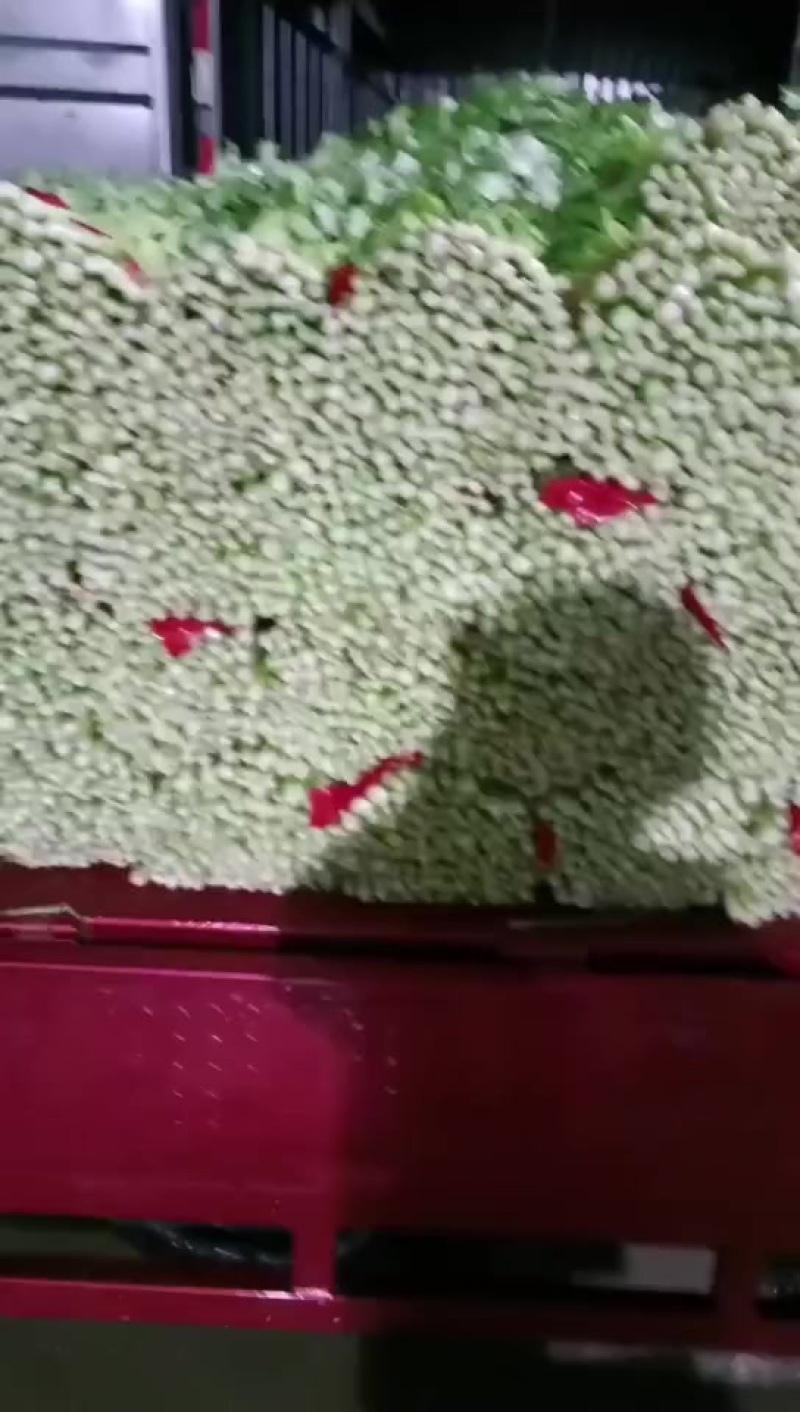 徐州小西芹大量上市产地直发货源充足欢迎联系