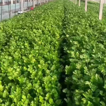 徐州小西芹大量上市产地直发货源充足欢迎联系