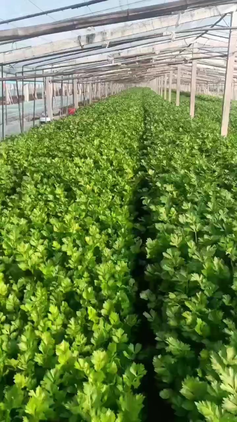 徐州小西芹大量上市产地直发货源充足欢迎联系