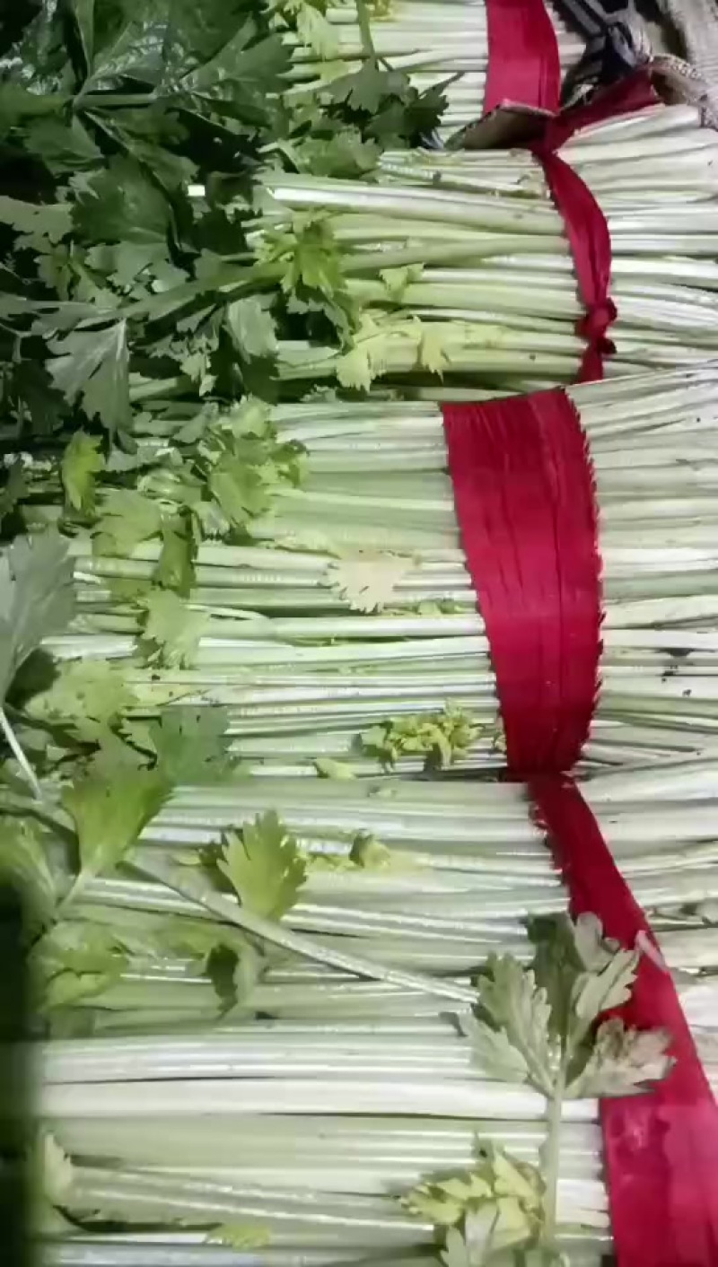 徐州小西芹大量上市产地直发货源充足欢迎联系