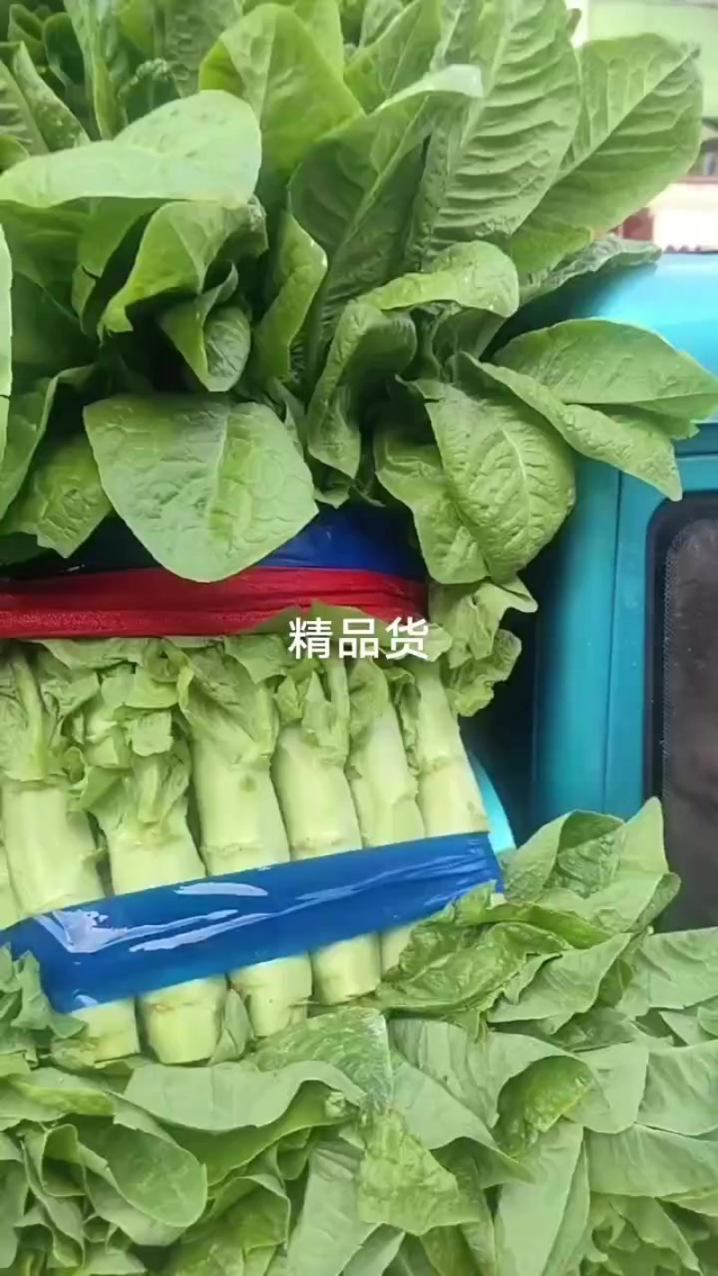 精品黄心白菜对接全国电商大型批发市场欢迎咨询