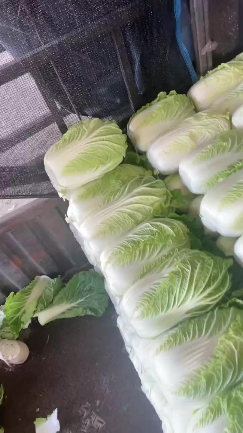 精品黄心白菜大量现货供应全国电商批发市场欢迎咨询