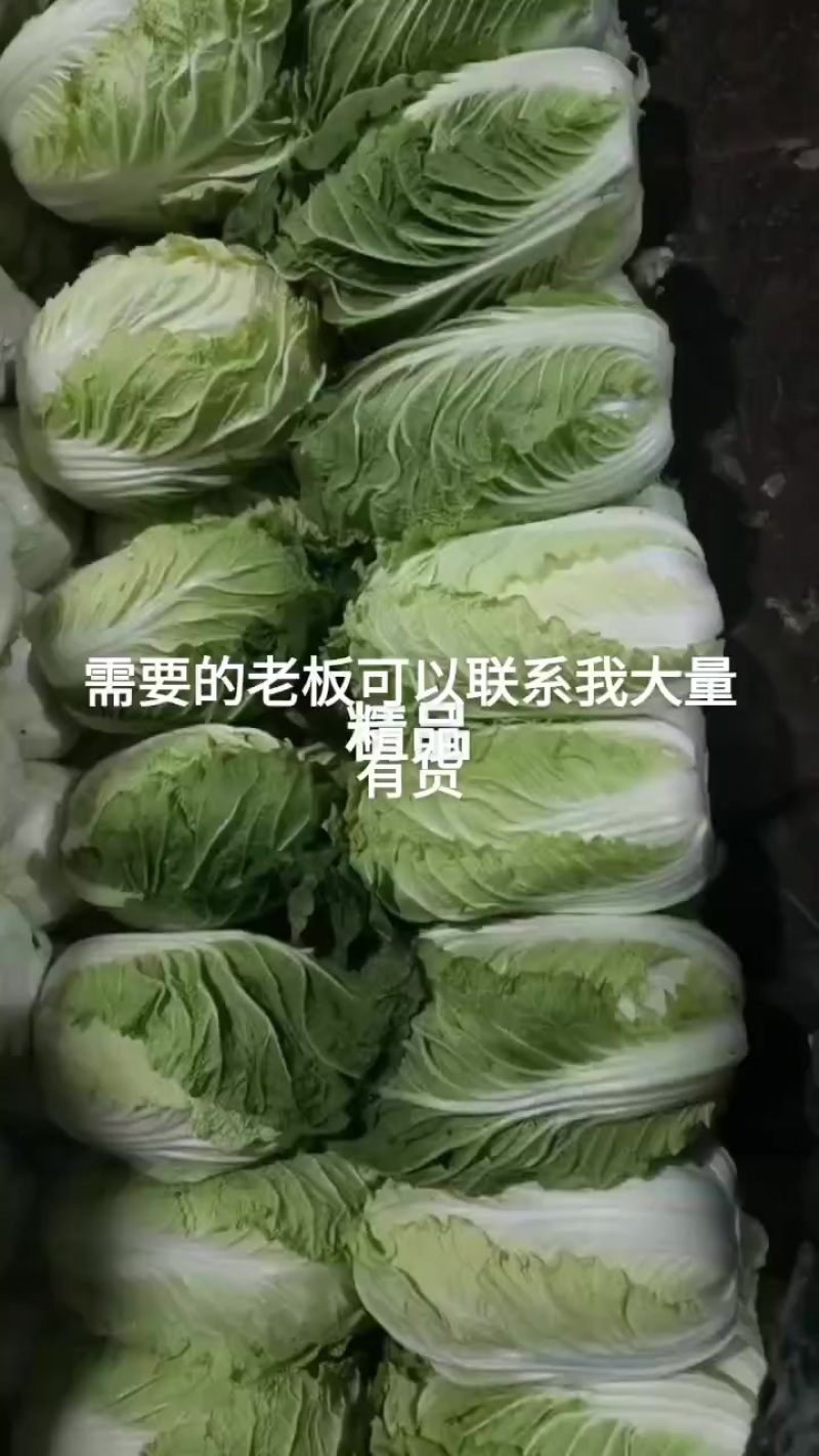 精品黄心白菜大量现货供应全国电商批发市场欢迎咨询