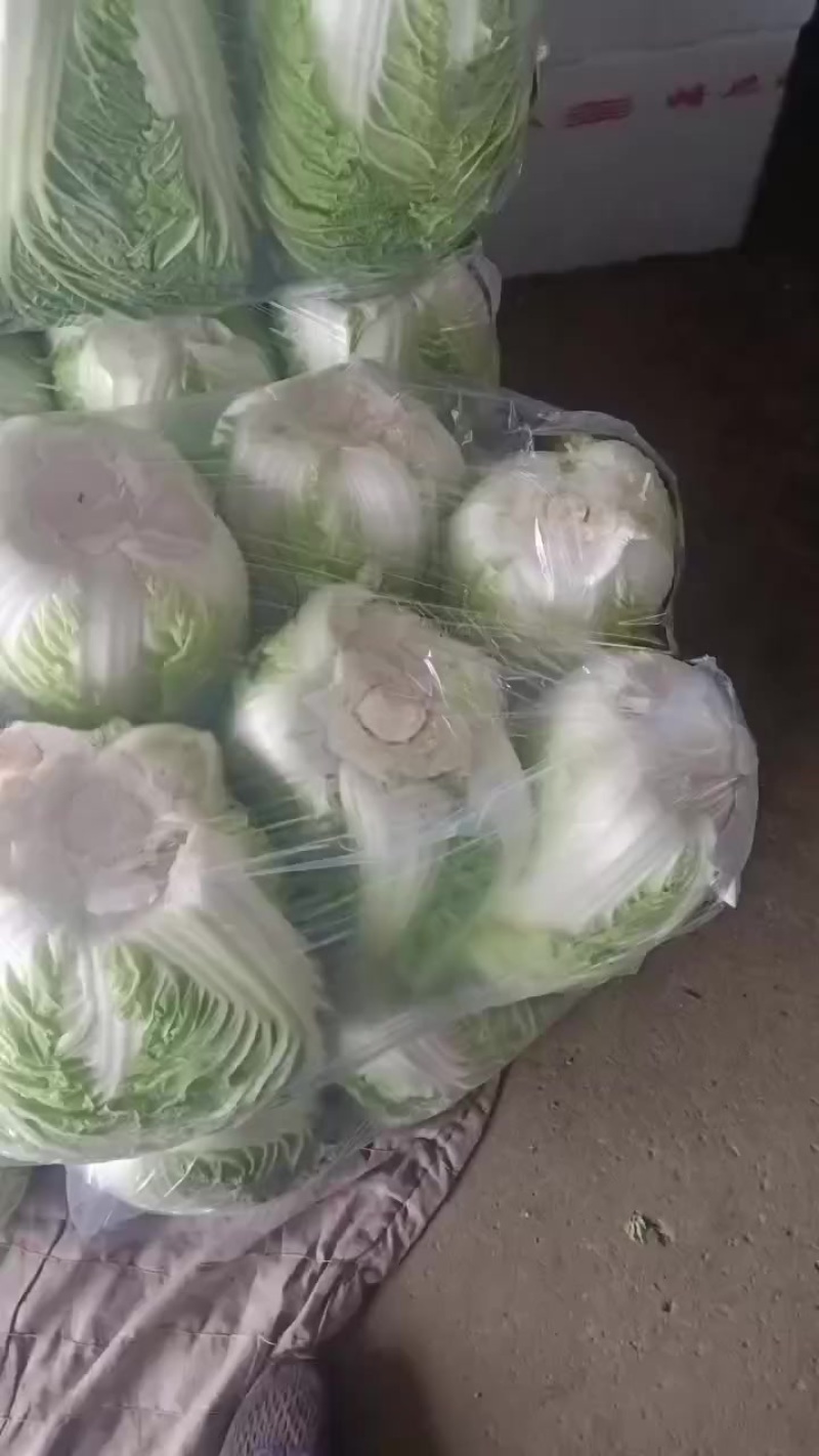 山东精品黄心白菜现货现发产地一手货源欢迎咨询