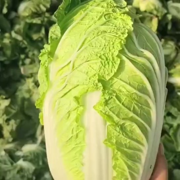 山东精品黄心白菜现货现发产地一手货源欢迎咨询