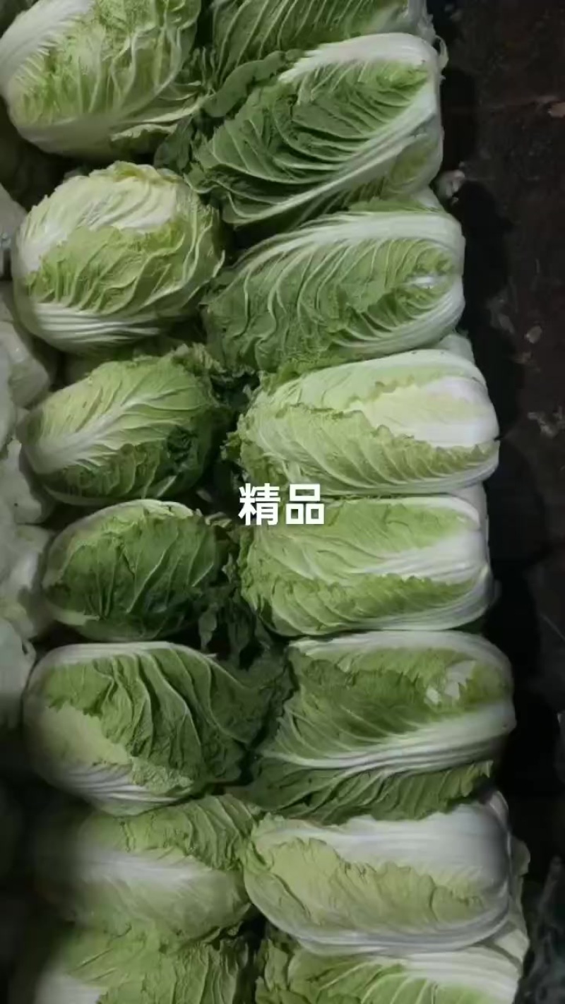 山东精品黄心白菜现货现发产地一手货源欢迎咨询