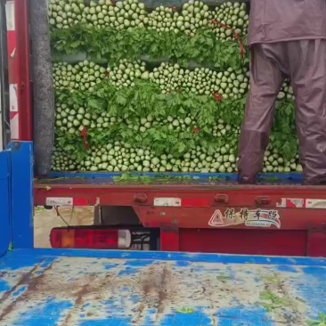 河南黄心白菜大量现货供应（地头直发）可视频看货代发全国